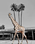 Urban Safari | Creative Photography on Acrylic Glass 90x75 cm | 2025