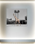 Urban Safari | Creative Photography on Acrylic Glass 90x75 cm | 2025